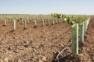 &ldquo;Serve un progetto nazionale di rinnovamento del vigneto italiano: no agli espianti&rdquo;