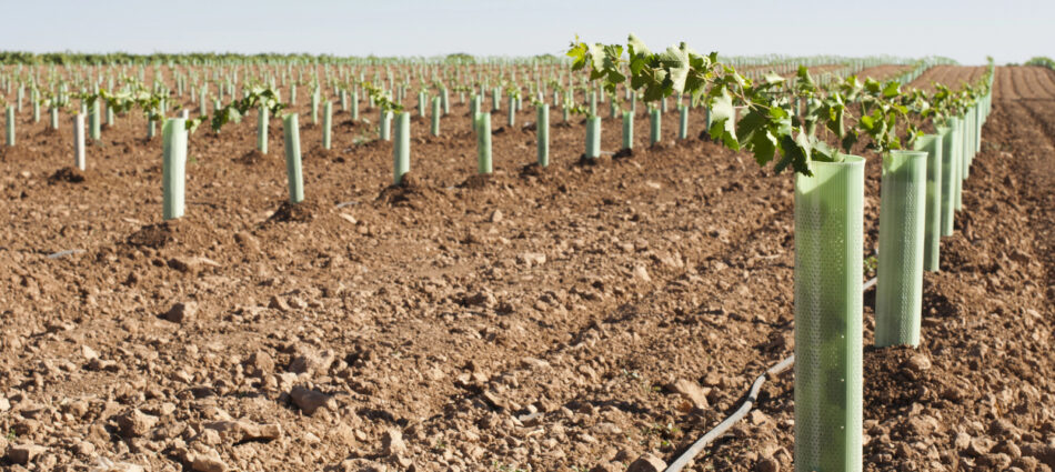 &ldquo;Serve un progetto nazionale di rinnovamento del vigneto italiano: no agli espianti&rdquo;