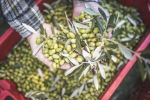 Olio, arriva il Dao: nuovo documento elettronico che migliora tracciabilit&agrave; e contrasto alle frodi