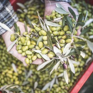 Olio, arriva il Dao: nuovo documento elettronico che migliora tracciabilit&agrave; e contrasto alle frodi