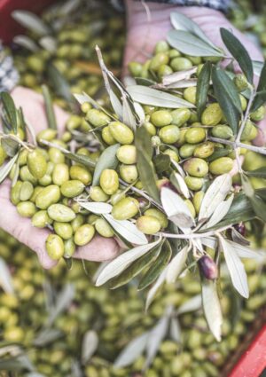 Olio, arriva il Dao: nuovo documento elettronico che migliora tracciabilit&agrave; e contrasto alle frodi