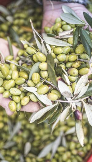Olio, arriva il Dao: nuovo documento elettronico che migliora tracciabilit&agrave; e contrasto alle frodi
