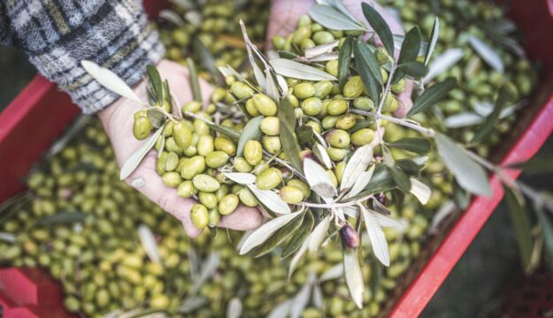 Olio, arriva il Dao: nuovo documento elettronico che migliora tracciabilit&agrave; e contrasto alle frodi