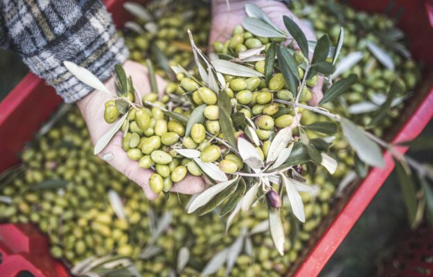 DAO, FRANCESCO LOLLOBRIGIDA, FRODI, MINISTERO DELL'AGRICOLTURA, MINISTRO DELL'AGRICOLTURA, OLIO ITALIANO, TRACCIABILITÀ, Non Solo Vino