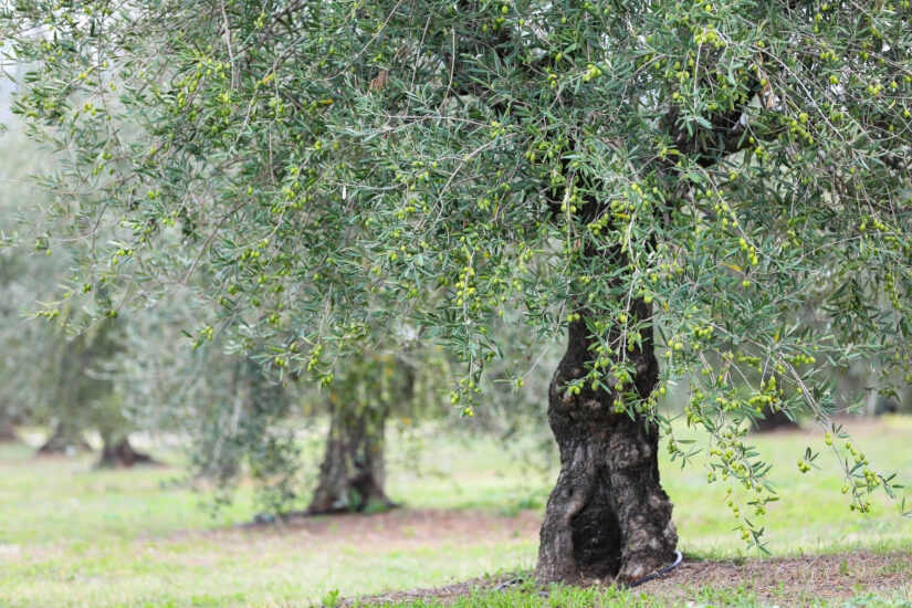 Arriva la Giornata Nazionale della “Camminata tra gli Olivi” delle Città dell’Olio (ph: Palazzo di Varignana)