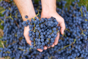 Stime vendemmia 2026, dopo la Francia &egrave; ribasso anche per la Spagna: 34 milioni di ettolitri