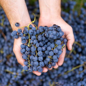 Stime vendemmia 2026, dopo la Francia &egrave; ribasso anche per la Spagna: 34 milioni di ettolitri