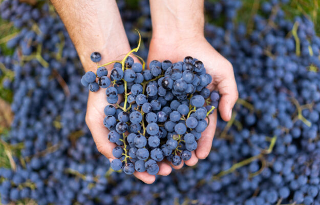 COOPERATIVAS AGROALIMENTARIAS DE ESPAÑA, SPAGNA, VENDEMMIA 2026, VINO SPAGNOLO, Non Solo Vino