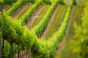 Treasury Wine Estates, prosegue il riordino dei marchi: ceduti Rosemount, Ingoldby e Secret Stone
