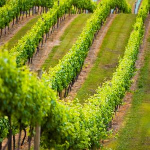 Treasury Wine Estates, prosegue il riordino dei marchi: ceduti Rosemount, Ingoldby e Secret Stone