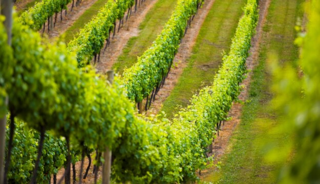 Treasury Wine Estates, prosegue il riordino dei marchi: ceduti Rosemount, Ingoldby e Secret Stone