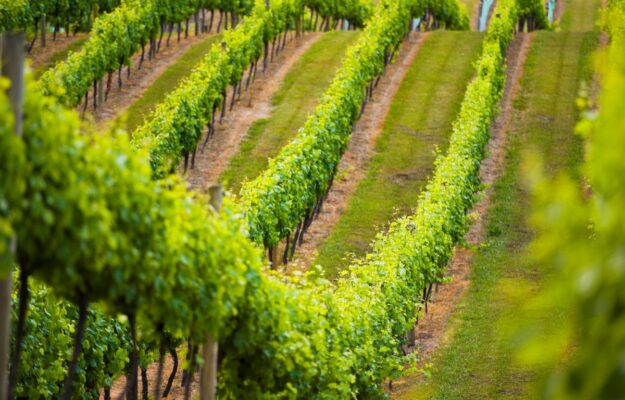 AUSTRALIA, CESSIONI, COMPRAVENDITE, TREASURY WINE ESTATES, Mondo