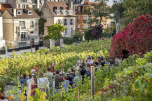 Al via la vendemmia a Montmartre, nel vigneto urbano pi&ugrave; famoso nel cuore di Parigi