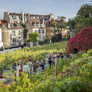 Al via la vendemmia a Montmartre, nel vigneto urbano pi&ugrave; famoso nel cuore di Parigi