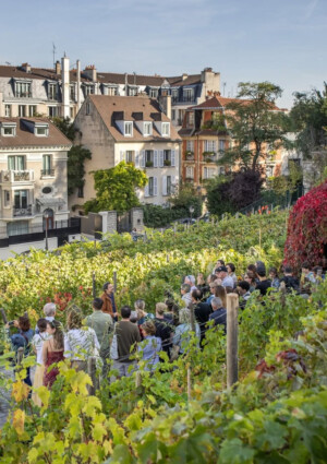 Al via la vendemmia a Montmartre, nel vigneto urbano pi&ugrave; famoso nel cuore di Parigi