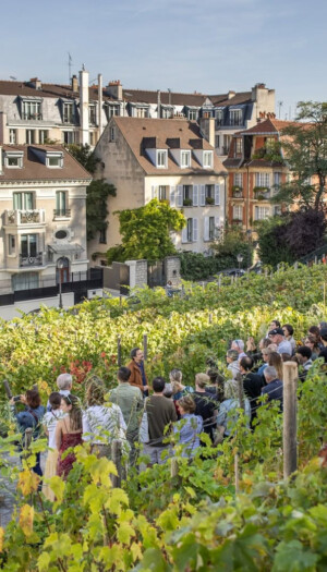 Al via la vendemmia a Montmartre, nel vigneto urbano pi&ugrave; famoso nel cuore di Parigi