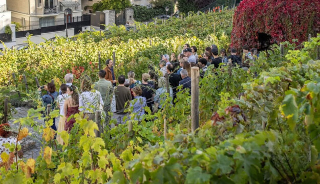 Al via la vendemmia a Montmartre, nel vigneto urbano pi&ugrave; famoso nel cuore di Parigi