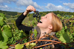 Germania, produzione di vino a -20% sulla media decennale: qualit&agrave; eccellente, ma resa scarsa