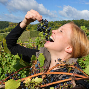 Germania, produzione di vino a -20% sulla media decennale: qualit&agrave; eccellente, ma resa scarsa