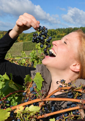 Germania, produzione di vino a -20% sulla media decennale: qualit&agrave; eccellente, ma resa scarsa