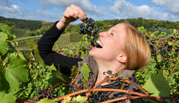 Germania, produzione di vino a -20% sulla media decennale: qualit&agrave; eccellente, ma resa scarsa