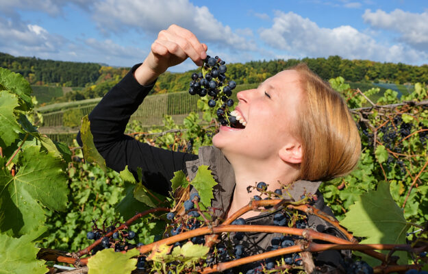 DEUTSCHES WEININSTITUT, Germania, STIME DI VENDEMMIA, VENDEMMIA 2026, VINO TEDESCO, Mondo