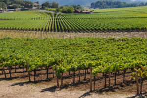California, 19.115 ettari di vigneti in meno (tra Agosto 2025 ed Agosto 2026)