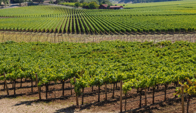 California, 19.115 ettari di vigneti in meno (tra Agosto 2025 ed Agosto 2026)