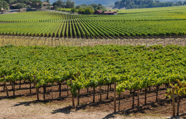 CALIFORNIA, VIGNETI, vino, Mondo